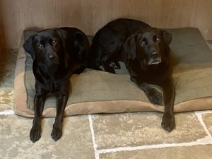 thedogs